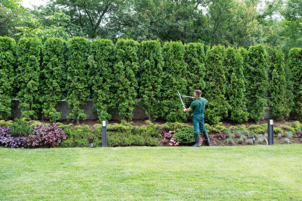 Lawn Renovation and Restoration in Andrews, NC